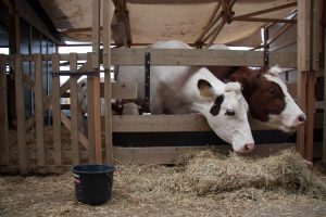 cows urban farm